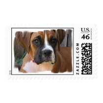 Boxer Dog Postage Stamp