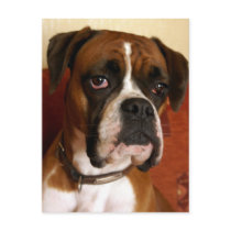 Boxer Dog postcards