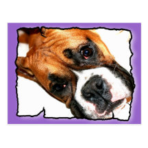 Boxer dog postcard