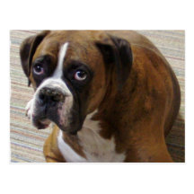 Boxer Dog Postcard