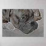 Boxer Dog poster posters