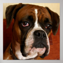 Boxer Dog Posters
