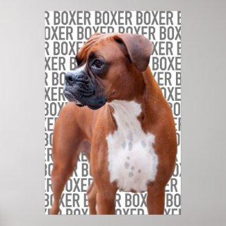 Boxer dog Poster
