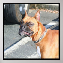 Boxer Dog Poster