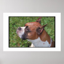 Boxer Dog Poster