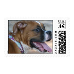 Boxer Dog Stamp
