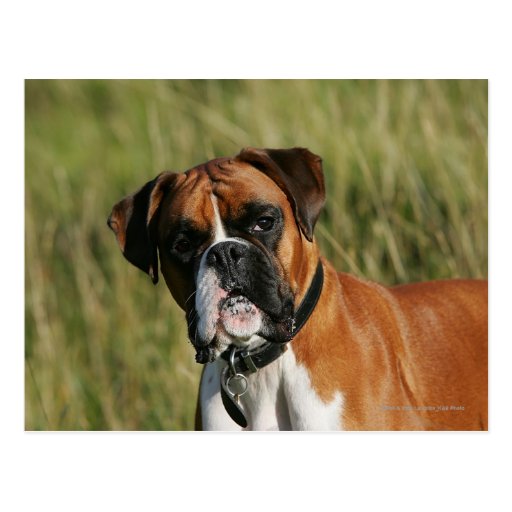 Boxer Dog Staring at Camera Postcard Zazzle