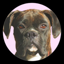 Boxer dog stickers stickers