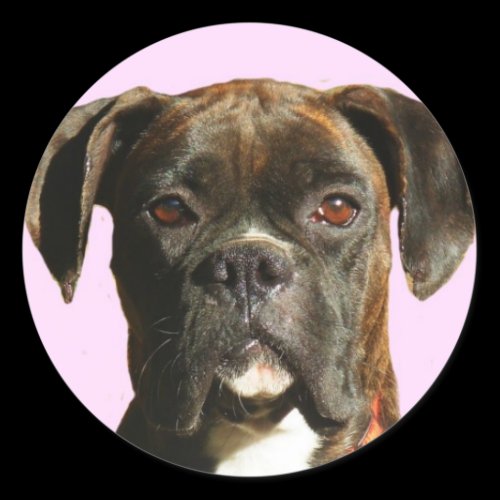 Boxer dog stickers