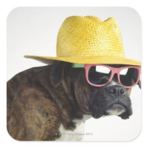 boxer dog sunglasses