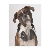 boxer dog with headphones postcards