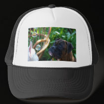 Boxer dogs and bubbles cap hats