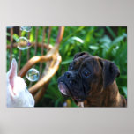 Boxer dogs and bubbles poster posters