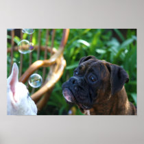 Boxer dogs and bubbles poster