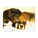 Boxer friends postcard by ritmoboxer Boxer friends postcard