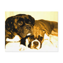 Boxer friends postcard by ritmoboxer Boxer friends postcard