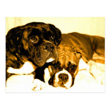 Boxer friends postcard
