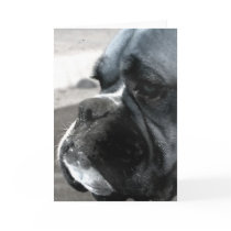 Boxer greeting card