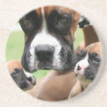Boxer - Helicopter Mom Coasters