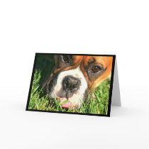 Boxer in grass greeting card