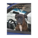 Boxer in the Driver's Seat in Dutch Harbor, AK Postcard