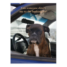 Boxer in the Driver's Seat in Dutch Harbor, AK Postcard