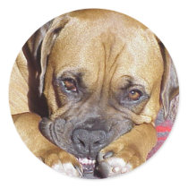 Boxer: Look Ma, No Cavities stickers by wigglebutthut Boxer: Look Ma, No Cavities stickers