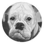 Boxer Love Sticker Lrg