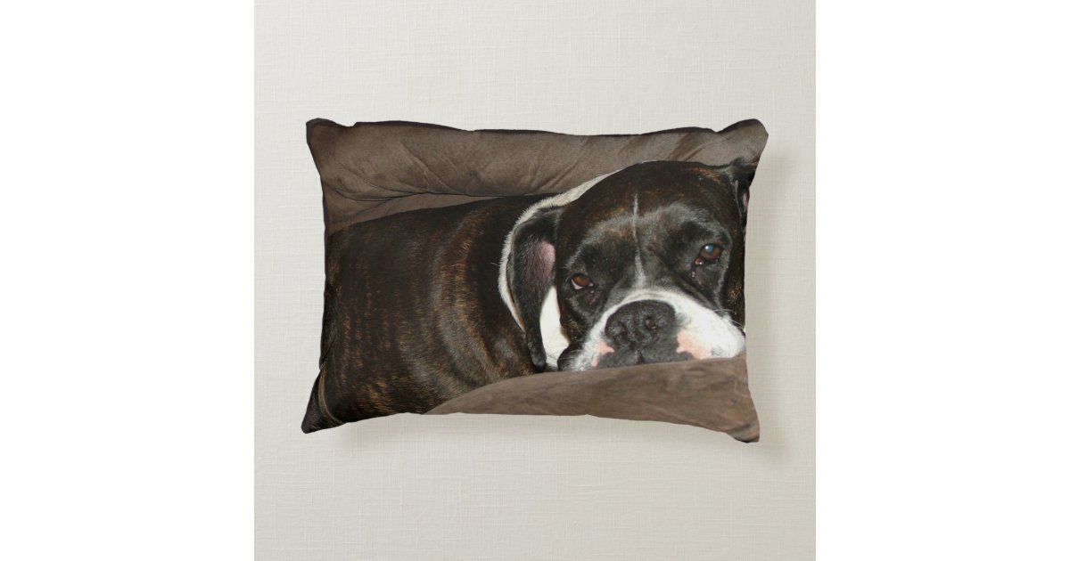 boxer with pillow