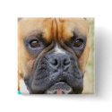 Boxer Pin buttons by SweetRascal Boxer Pin buttons