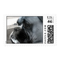 Boxer postage postage