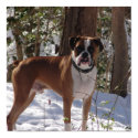 boxer posters