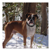 boxer posters