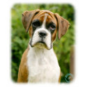 Boxer pup 9Y049D-044_2 t-shirts