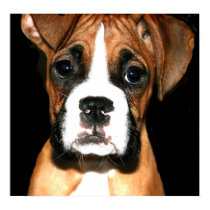 Boxer pup canvas print