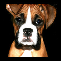 Boxer pup canvas print
