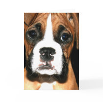 Boxer pup greeting card by ritmoboxer Boxer pup greeting card