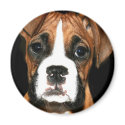 Boxer pup magnet by ritmoboxer Boxer pup magnet