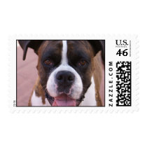 Boxer Pup Postage Stamp