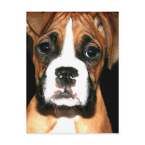 Boxer pup postcard by ritmoboxer Boxer pup postcard