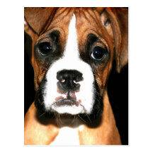 Boxer pup postcard