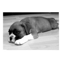 Boxer pup "Sasha" relaxing posters