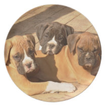 Boxer puppies decorative plate