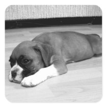 Boxer puppies stickers
