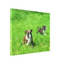 boxer puppies stretched canvas print