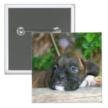 Boxer puppy button