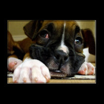 Boxer Puppy canvas print posters