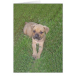 Boxer Puppy in Grass Card