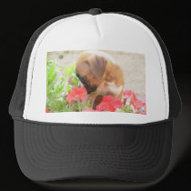 Boxer Puppy in Petunias cap hats