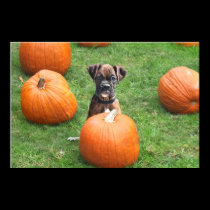 Boxer puppy in pumpkin patch poster posters